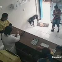 Un perro callejero enfermo entra por sus propios medios a una veterinaria a pedir ayuda