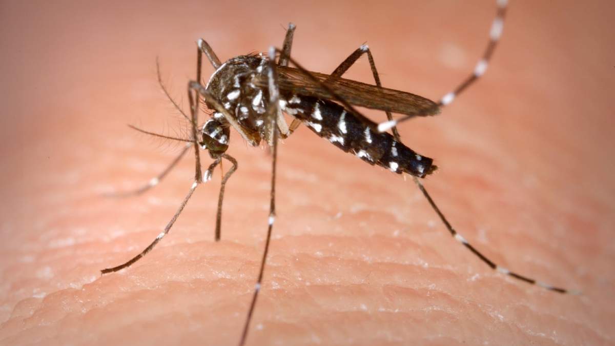 Mosquito Tigre. Fuente: (Twitter)