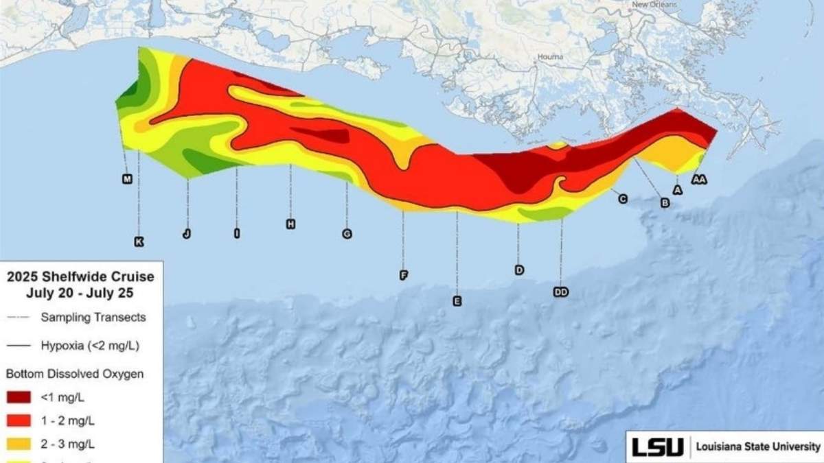 Mapa de la zona de hipoxia del Golfo medida, del 20 al 25 de julio de 2025