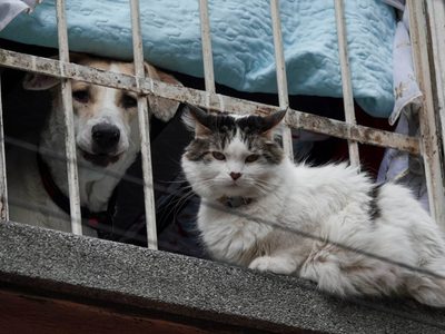 Avanza dictamen que reconoce a animales como seres sintientes en CDMX