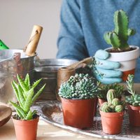 No las tengas en tu casa: cuáles son las plantas y suculentas que atraen la mala suerte