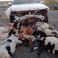 Un auto embistió a diez chivos que circulaban por la ruta en una zona cercana a Buta Ranquil
