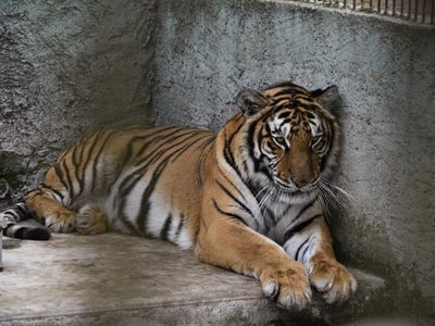 Aseguran 27 animales exóticos en inmueble de “El Tigre”, miembro del Cártel de Sinaloa en el Edomex