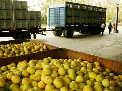 Por culpa de un hongo Argentina no puede mandar limones a Europa
