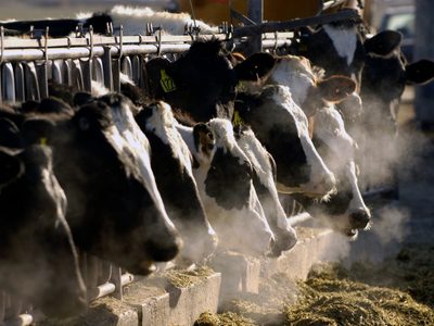 ¿Qué es la miasis por gusano barrenador y cómo prevenir esta enfermedad en humanos?