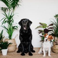 5 plantas pequeñas que podés tener en el interior de tu casa