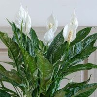 Si tu planta Cuna de Moisés no florece nunca: probá 3 trucos de los viveristas para que lo haga todo el año