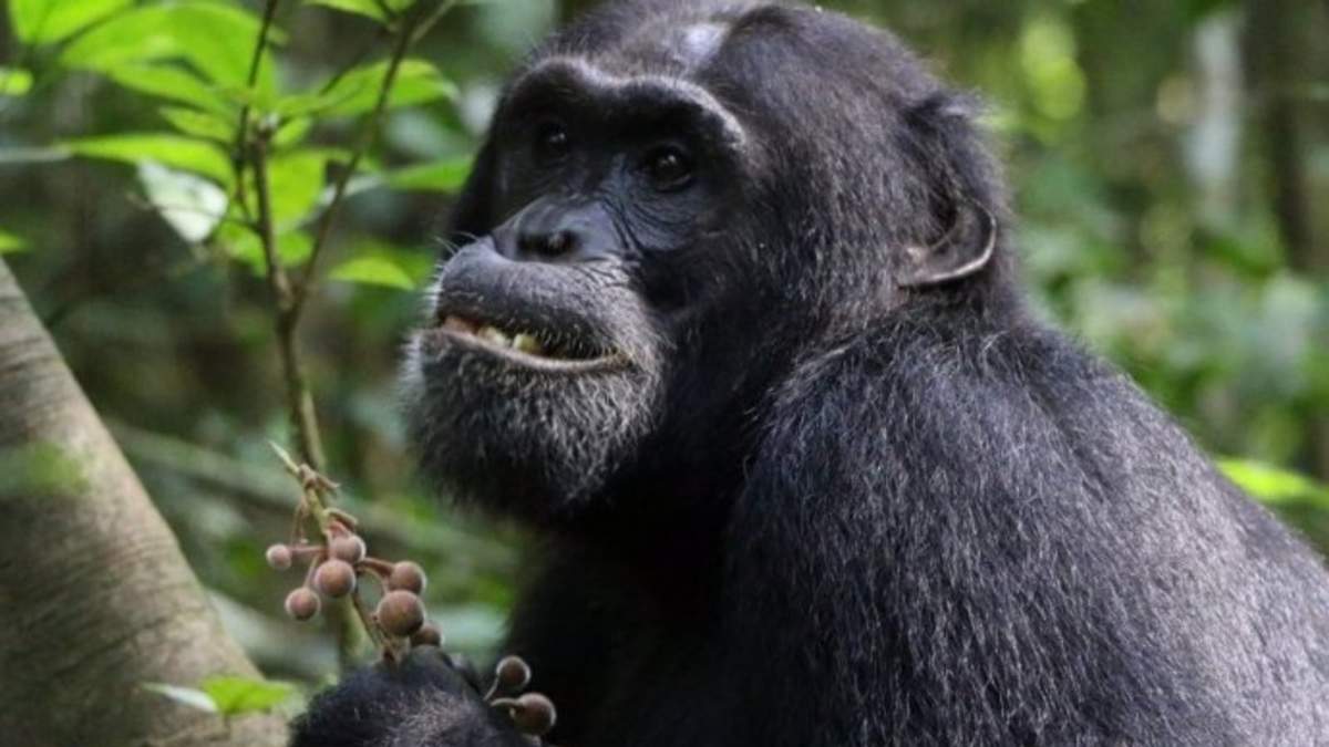 Los chimpancés parecen consumir plantas con propiedades medicinales para tratar sus dolencias