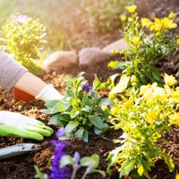 Económico y rendidor: prepará el mejor fertilizante para tus plantas con 1 ingrediente que seguro tenés en la cocina