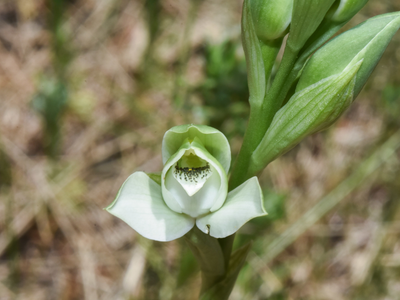 Orquídea de talar: la planta que crece salvaje en los jardines y engaña a las abejas