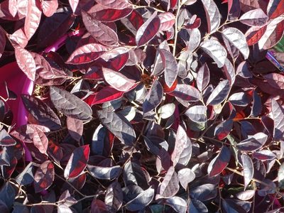 El arbusto con hojas perfumadas que cambia de color, es súper fácil de cuidar y sobrevive en macetas todo el año