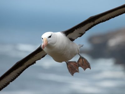 Ni cóndor ni águila: el ave que duerme en el aire y que puede pasar más de un mes volando sin detenerse