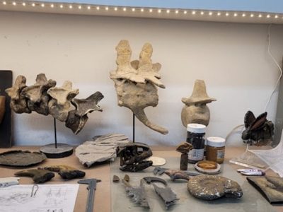 Restituyeron fósiles al Museo de Ciencias Naturales de la Universidad Nacional del Comahue