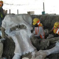 Juez ordena priorizar mamuts y otros vestigios descubiertos en Santa Lucía