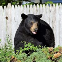 Oso ataca a niño en el patio de sus abuelos