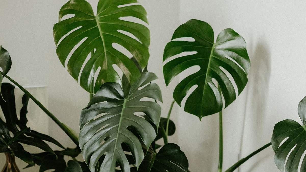 Monstera Deliciosa. Fuente: (X)
