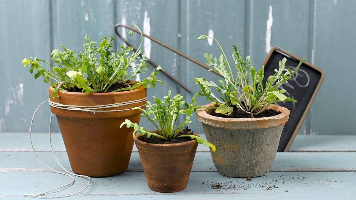 Plantas. Fuente: (Instragram)