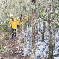 Más de 8 mil hectáreas han resultado dañadas por 994 incendios en Chiapas: CECIF