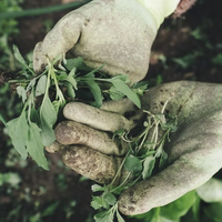 No las arranques: las plantas que crecen solas y pueden ser un regalo para tu salud