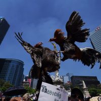 Marchan en CDMX para defender corridas de toros, peleas de gallos y charrería