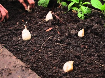 El truco de los jardineros para cultivar ajo en maceta y sin semillas: tomá nota