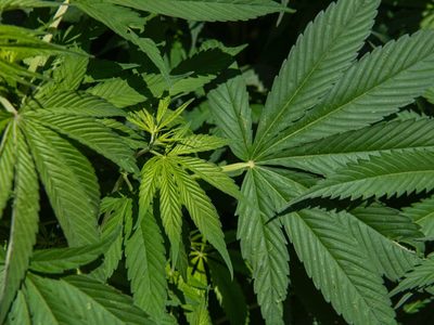 Departamento de Justicia prevé facilitar consumo de mariguana en EU para fines medicinales