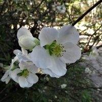 Conocé la planta que anuncia la llegada de la primavera y deslumbra con sus hermosas flores