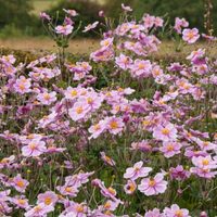 Resistente y bella: la exótica planta que da una hermosa flor que enciende tu jardín como ninguna otra
