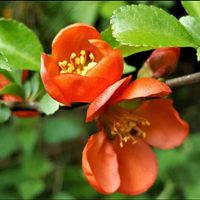 Escalonia, la reina de las plantas resistentes: florece un montón y casi no pide nada