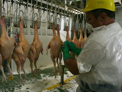 Detectan virus de influenza aviar en una granja comercial de NL; hay brotes también en BC y Chiapas