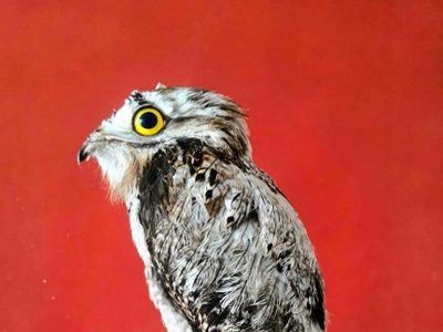 Ola de calor en México: primero fueron los monos, ahora hay aves con aire acondicionado