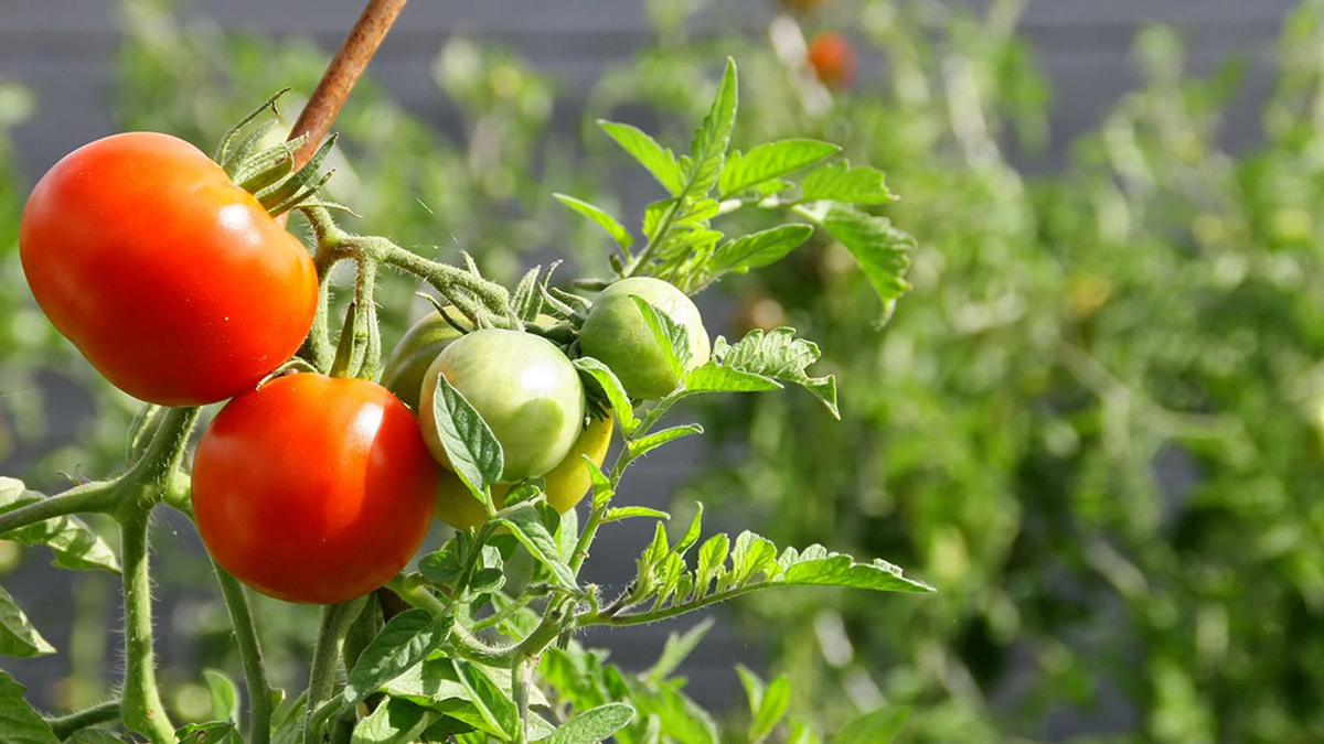 Tomate. Fuente: (Instagram)