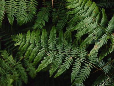 La planta que vive mejor afuera que dentro de casa, atrae la fortuna y necesita poco mantenimiento
