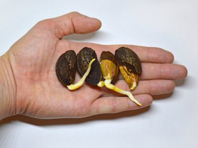 Están carísimas: tené tu propio árbol de almendras con un simple truco