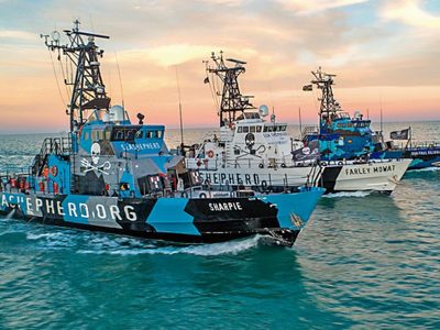 Sea Shepherd: un poder internacional