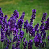 Lo que los jardineros ocultan: la forma más fácil de reproducir tu planta de Lavanda en tiempo récord
