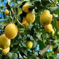Sin gastar: cómo reproducir un limonero, sin semilla y que a los pocos meses ya de limones