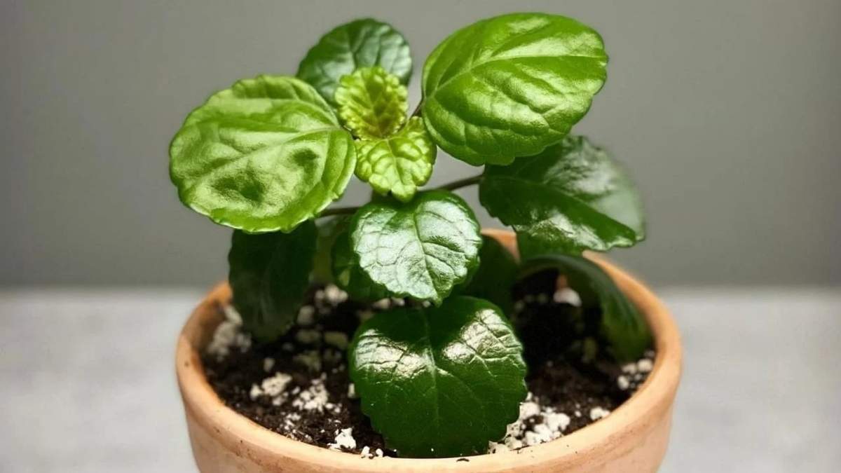 Planta. Fuente: (Instagram).