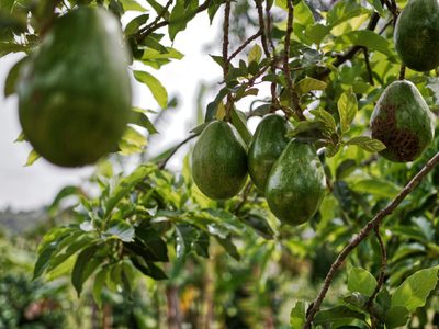 Consejos clave para cultivar paltas o aguacates con éxito