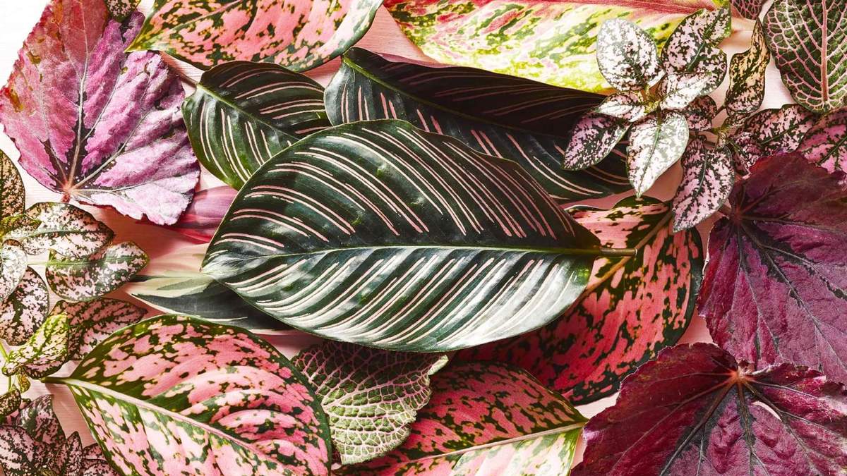 Plantas variegadas. Fuente: (Instagram)
