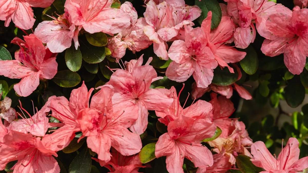 Azaleas. Fuente: (X)