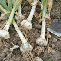 Así podés tener una planta de ajo Elefante en tu huerta y disfrutar del mejor sabor para tu cocina
