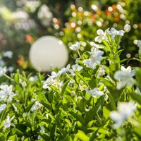El barato truco de la abuela para que tus plantas echen raíces rápido y las puedas reproducir
