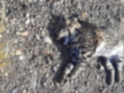 De no creer: atropellaron a un gato montés dentro del Parque Nacional Laguna Blanca