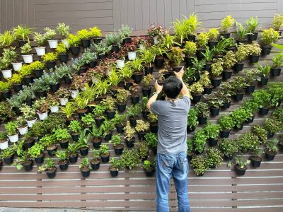 Las bellas plantas de pocos cuidados que son perfectas para armar un pequeño jardín vertical