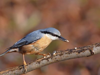 Curiosidades sobre el trepatroncos, el pájaro “ocupa” que se posa en los árboles de forma vertical