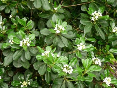 A prueba de todo: la planta que casi no necesita riego en invierno y da muchas flores con un exquisito aroma