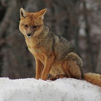Piden que Chubut derogue la ley que fomenta la cacería de pumas y zorros