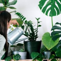 Conocé cuáles son las plantas de interior que todo el mundo puede cuidar