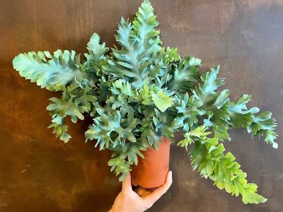 Helecho azul: la guía para mantener feliz a esta original y resistente planta de interior